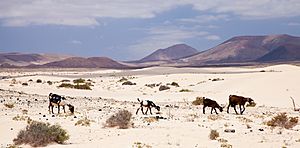 Archivo:Dunas de Corralejo, cabras pastando