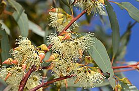 Eucalyptus dorrienii - Flickr - jeans Photos
