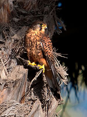 Archivo:Falco tinnunculus -El Castillo del Romeral, Canary Islands, Spain-8