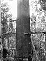 Felling a gumtree c1884-1917 Powerhouse Museum