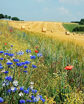 Archivo:Field Hamois Belgium Luc Viatour