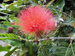Flor abierta de calliandra schultzii hams.JPG