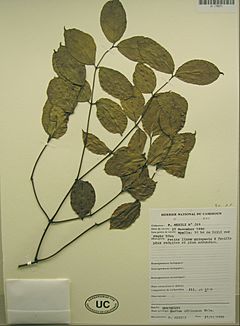 Gnetum africanum.jpg