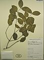 Gnetum africanum