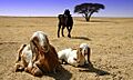 Goats in Southern Israel