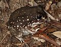Heleioporus albopunctatus (cropped)