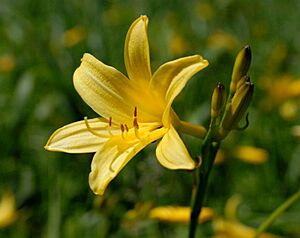 Archivo:Hemerocallis lilio-asphodelus
