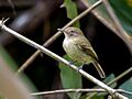 Hemitriccus cohnhafti - Acre Tody-Tyrant; Rio Branco, Acre, Brazil