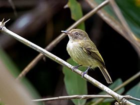 Hemitriccus cohnhafti - Acre Tody-Tyrant; Rio Branco, Acre, Brazil.jpg