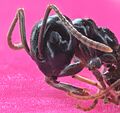 Hormiga faraón (Monomorium pharaonis), Hartelholz, Múnich, Alemania, 2020-06-21, DD 01-19 FS