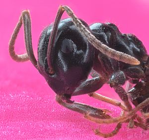  Hormiguero con 25 hormigas vivas para niños (1 tubo de hormigas)  : Juguetes y Juegos