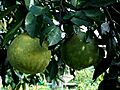 Indian pomelo