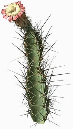 Leptocereus assurgens.jpg