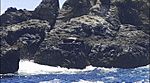 Lobo marino Isla Salango