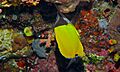 Longnose Butterflyfish (Forcipiger longirostris) (8473176833)