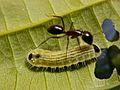 Lycaenid ant sec