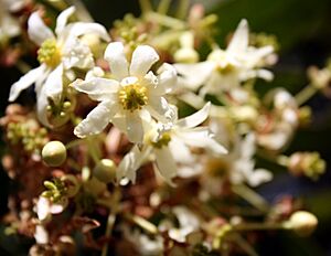 Archivo:Madeira, Palheiro Gardens - Drimys winteri (Canelo) IMG 2288