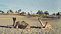 Mali1974-115 hg