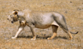 Maneless lion from Tsavo East National Park