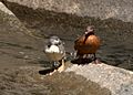 Merganetta armata - Rio Urumamba, Peru -juvenile and female-8