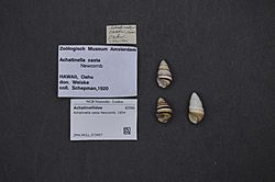 Naturalis Biodiversity Center - ZMA.MOLL.373457 - Achatinella casta Newcomb, 1854 - Achatinellidae - Mollusc shell.jpeg