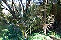 Oraniopsis appendiculata - San Francisco Botanical Garden - DSC09891
