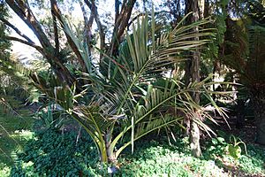Archivo:Oraniopsis appendiculata - San Francisco Botanical Garden - DSC09891