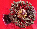 Papaver rhoeas flor detalle