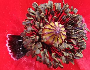 Archivo:Papaver rhoeas flor detalle