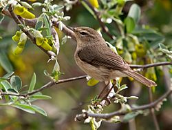 Phylloscopus canariensis -Drago, Gran Canaria, Canary Islands, Spain-8 (1).jpg