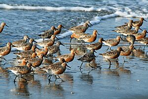 Archivo:Red-Knot (Calidris canutus) RWD3