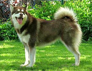 Archivo:Red-White Alaskan Malamute female