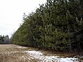 RedPinePlantation