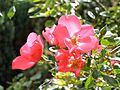 Rosa gallica enfoque 28-10-2010 ParqueGassetCiudadReal