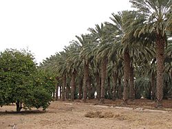 Rows of date palms behind the Dateland Travel Center, Arizona.jpg
