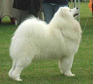 Archivo:Samoyed-sweetjedysamoyeds