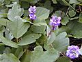 Starr 021012-0015 Pueraria montana var. lobata