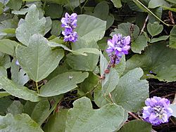 Starr 021012-0015 Pueraria montana var. lobata.jpg