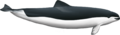 Subadult female spectacled porpoise