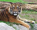 Sumatran tiger in Spanish zoo