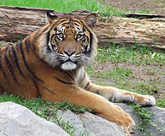 Archivo:Sumatran tiger in Spanish zoo