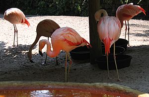 Archivo:Sunken Gardens Chilean flamingoes