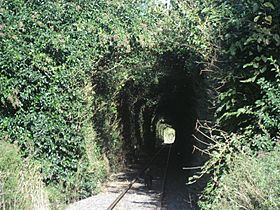 Archivo:Túnel de Arboles de Andonaegui