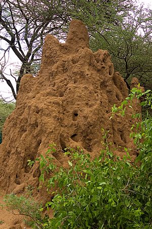 Archivo:Termite mound-Tanzania