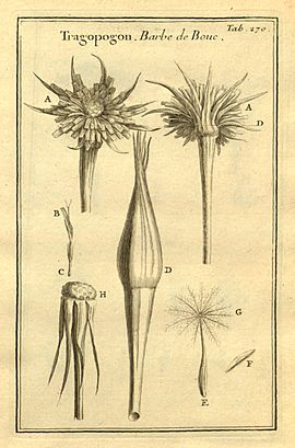 Tragopogon-Tournefort-270-1700.jpg