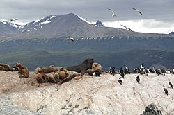Archivo:Ushuaia colônia de cormorões e lobos marinhos