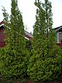 Vanlig tuja
