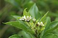 Verbesina centroboyacana