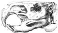 Wasserschwein Schaedelskelett-drawing