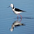 Whiteheadedstilt